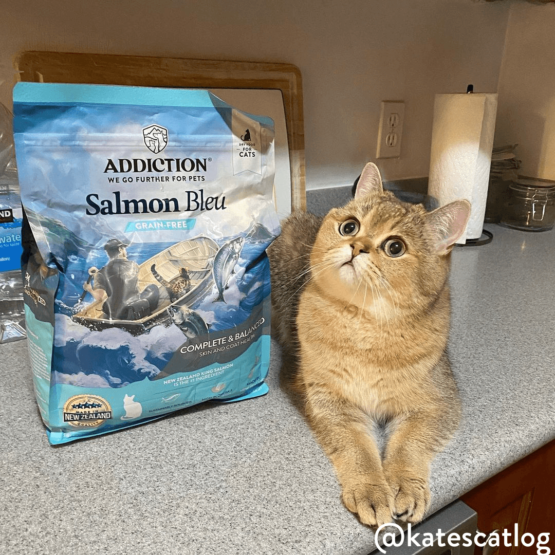 Salmon Bleu Dry Cat Food