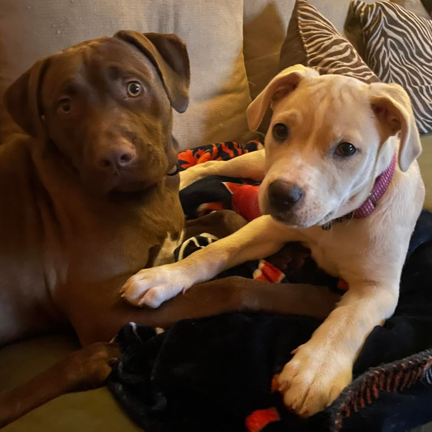Doggie Shampoo - Rex & Regina