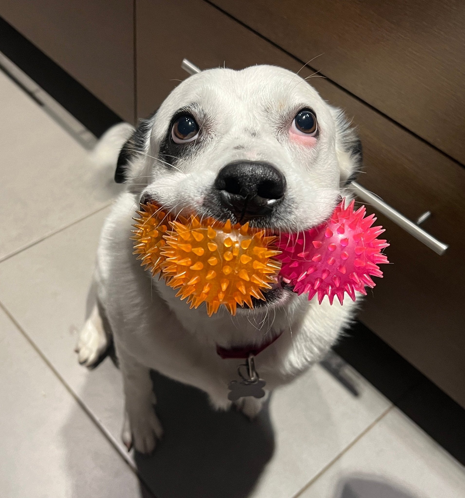 30% OFF! 2.5" Spiky Ball Squeakers, 3 Colors CHEAPER THAN AMAZON
