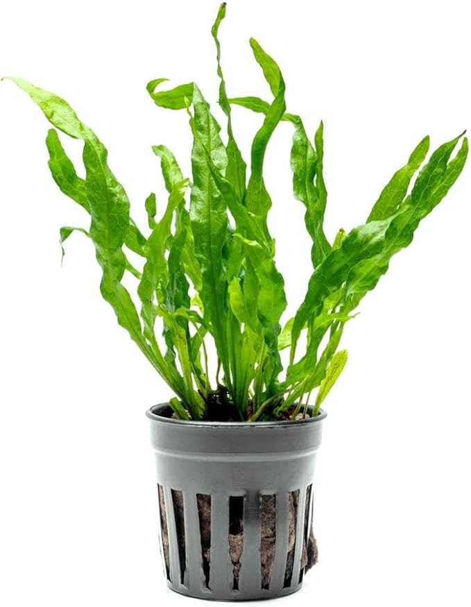 Live Plants - Java Fern ‘Flaming’ (Microsorum pteropus &