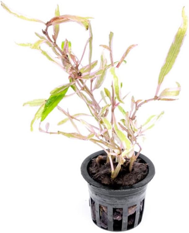 Live Plants – Chai Hygrophila (Hygrophila lancea &