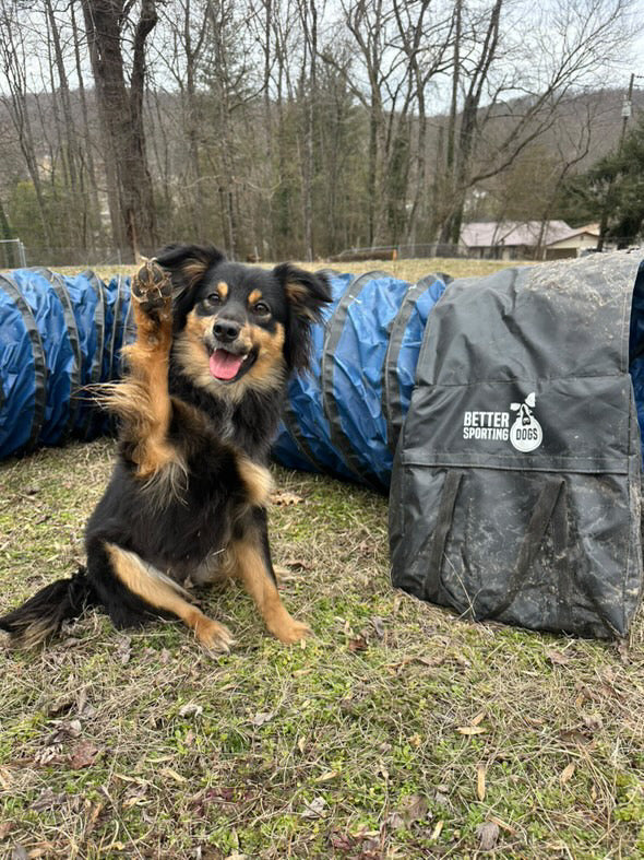 Better Sporting Dogs Heavy Duty Dog Agility Tunnel – 16 ft PVC Training Tunnel with Sandbags