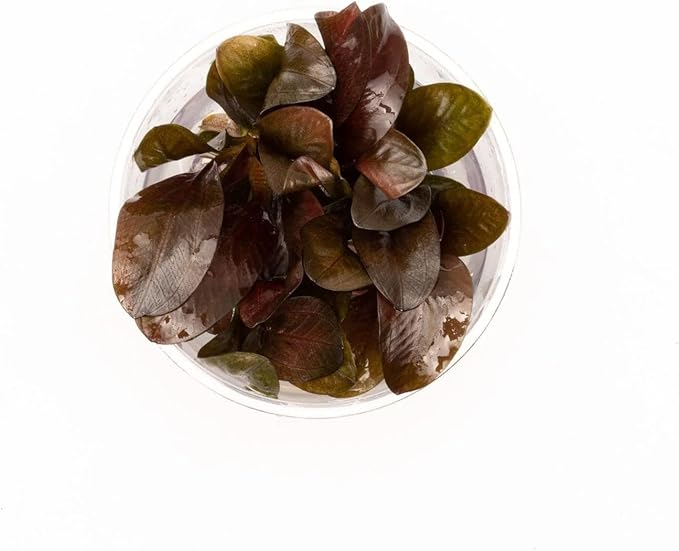 Ultum Nature Systems Live Tissue Culture - Echinodorus &