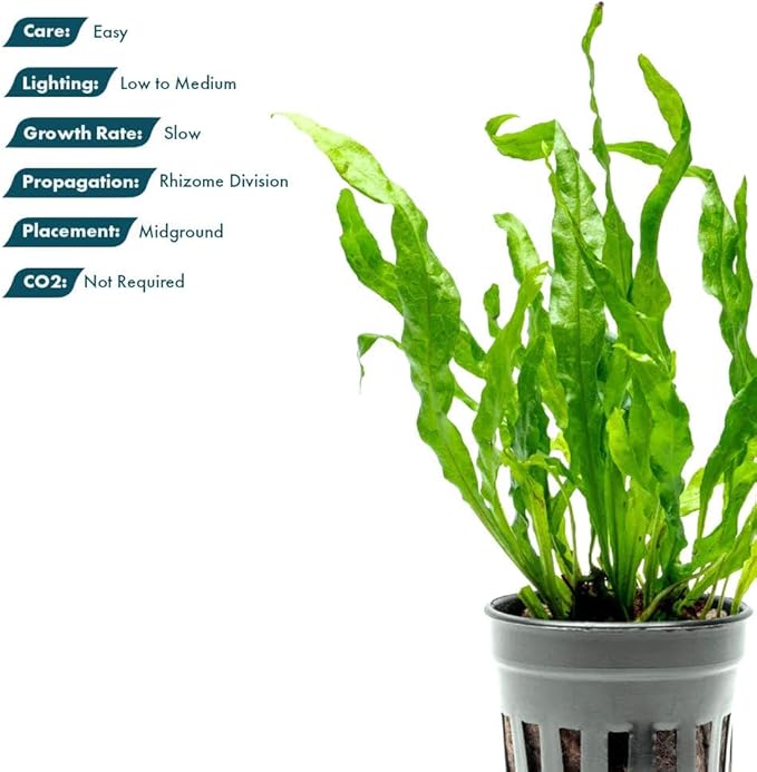 Live Plants - Java Fern ‘Flaming’ (Microsorum pteropus &
