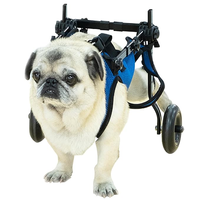 Pet Wheelchair Disabled Hind Legs Walking-Dog Leg Brace and Hip Support,Dog Wheelchair for Back Legs,Adjustable Pet Cart,Assist a paralyzed pet get Back on its feet,Support Leg Brace and Hip (Medium)