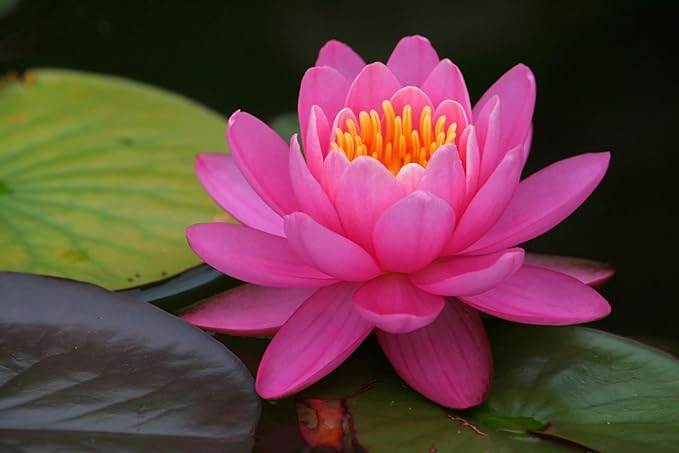 Live Hardy Water Lily Tubers Rhizomes Bulb Seed Nymphaea Aquatic Pond Plants Water Gardens Pre-Grown Flower in White Pink Red Yellow Orange Blue Purple (1, 3 Pk Hardy Lily Mix)