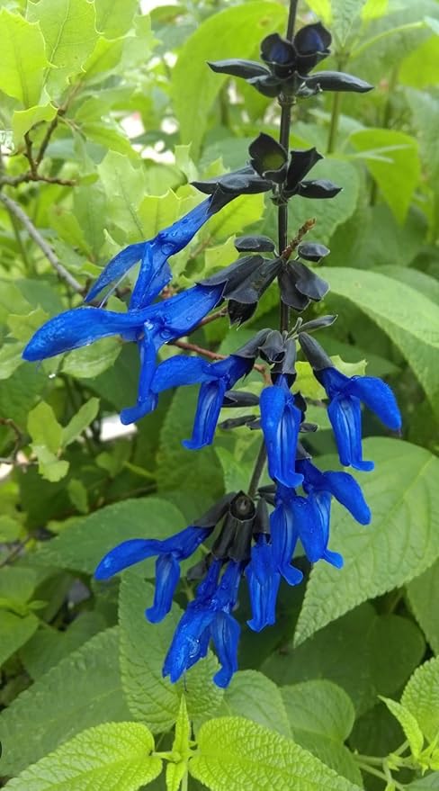 Black and Blue Salvia Guaranitica β Live Perennial Plant 3" Pot β Hummingbirds