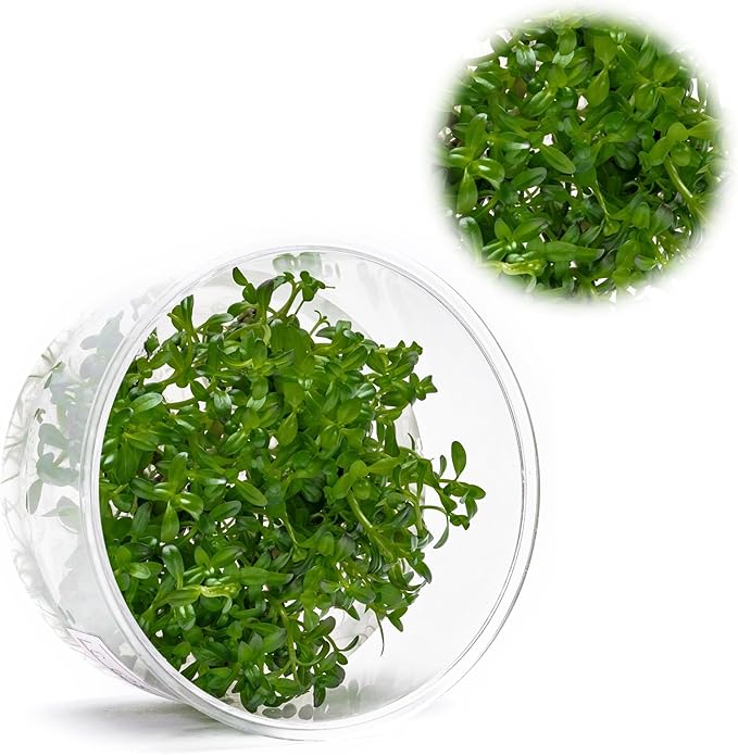 Ultum Nature Systems Live Tissue Culture - Rotala &
