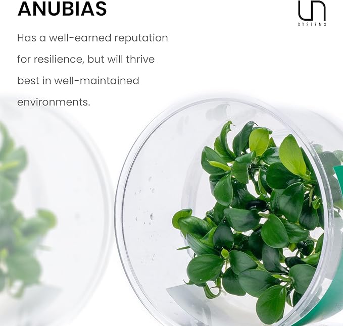 Ultum Nature Systems Live Tissue Culture - Anubias Nana Petite (Anubias barteri &