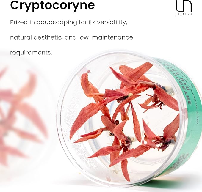 Ultum Nature Systems Live Tissue Culture - Cryptocoryne Albida &