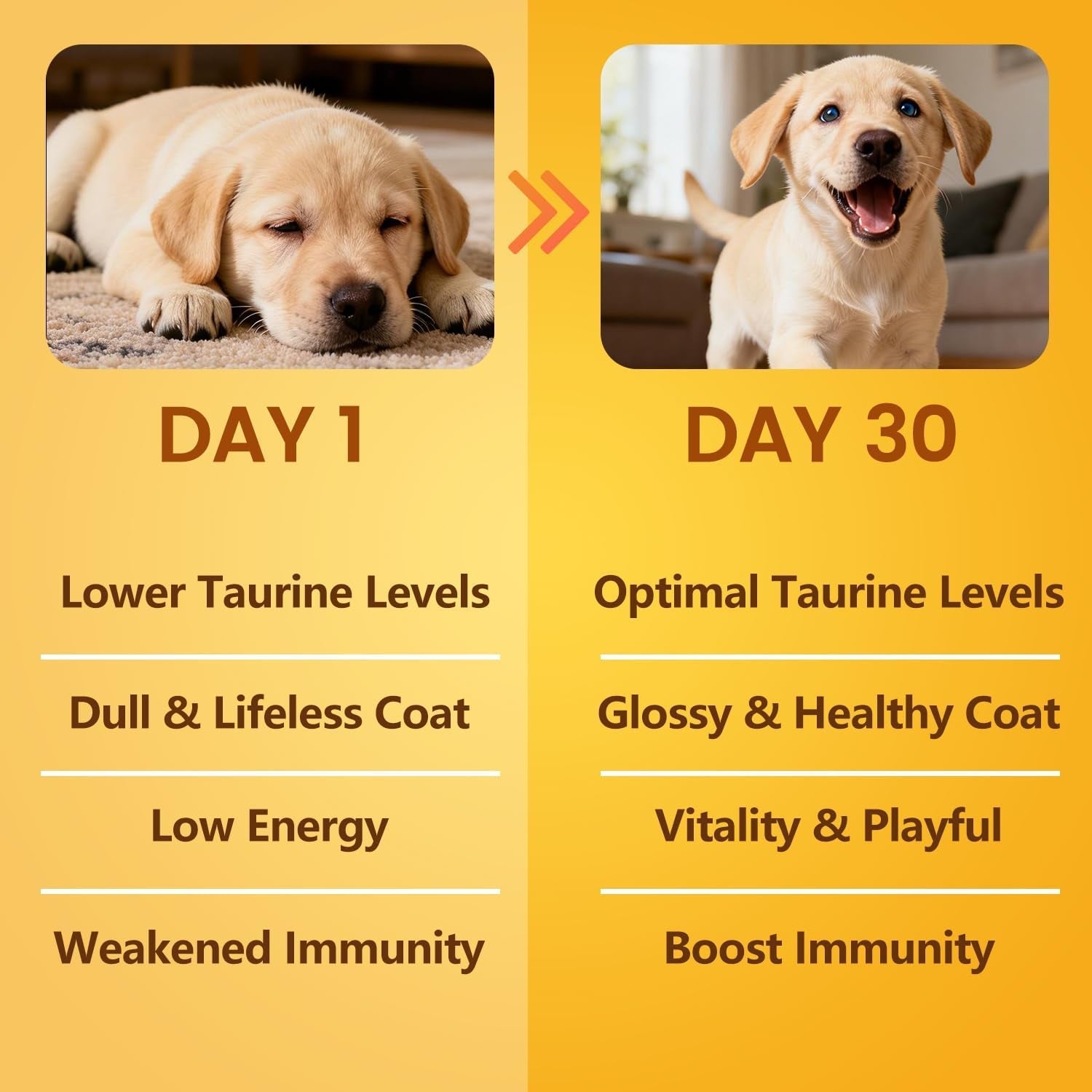 Taurine Powder for Dogs 500mg Pure Supplement Heart Immune Coat 200g