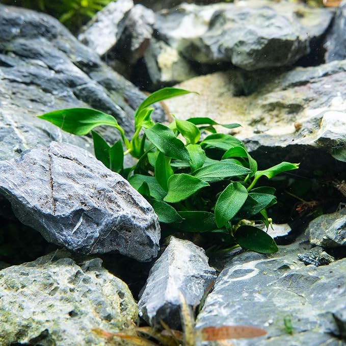 Ultum Nature Systems Live Tissue Culture - Anubias Nana Petite (Anubias barteri &