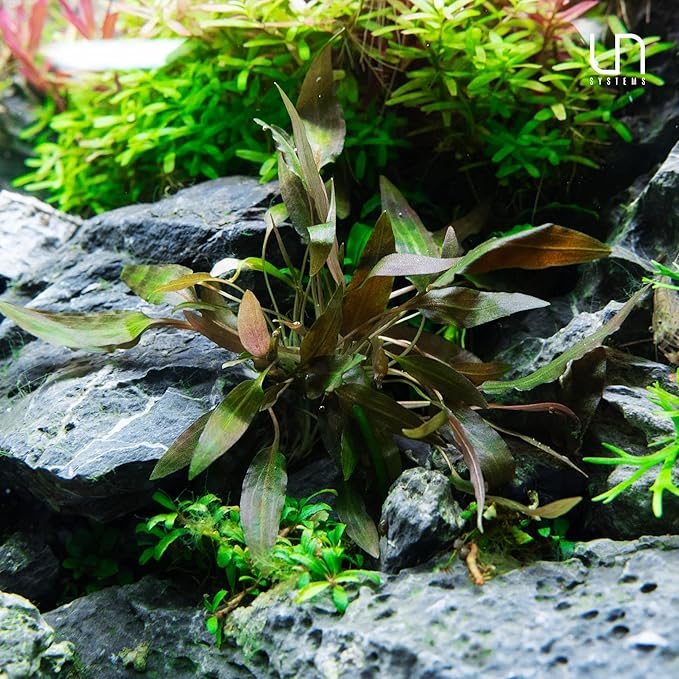 Ultum Nature Systems Live Tissue Culture - Cryptocoryne Albida &