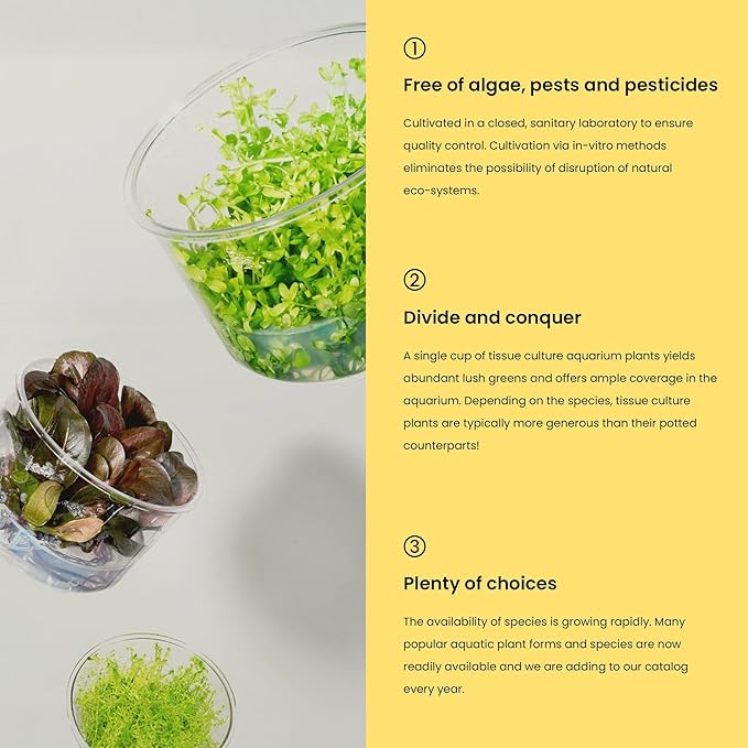 Ultum Nature Systems Live Tissue Culture - Rotala &