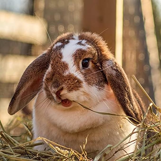 Blue Mountain Hay | Fresh Organic Meadow Hay (15 Ounce) | Mimics Natural Forage | High-Altitude Hay Pet Food for Rabbits, Guinea Pigs, Chinchillas, Hamsters, and Other Small Pets