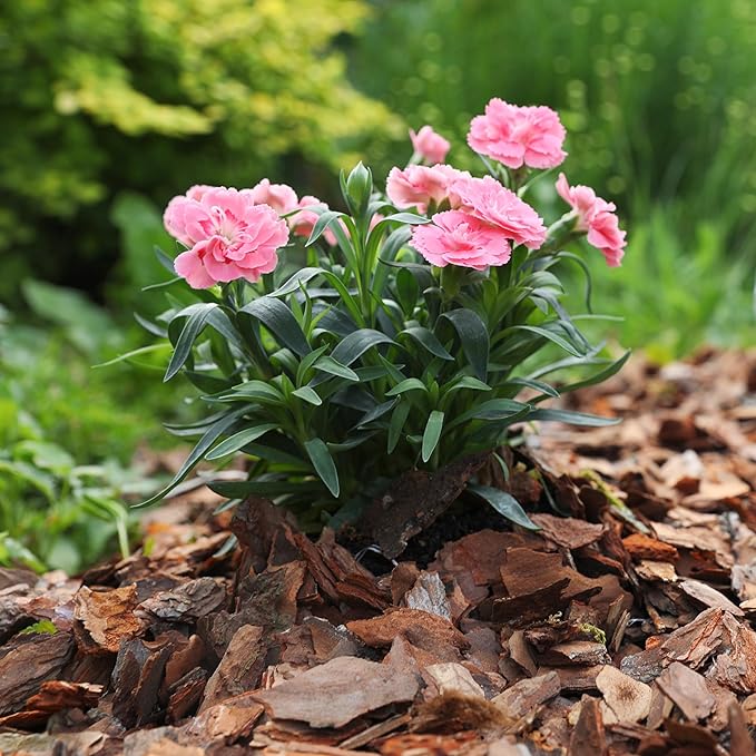 Premium Pine Bark Nuggets β Pine Bark Mulch for Gardens, Landscaping, Potted Plants, and Wood Chips for Garden Beds (1.3 CF - 37 L - 39 QTS)
