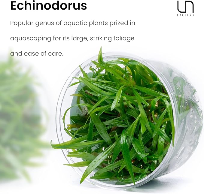 Ultum Nature Systems Live Tissue Culture - Echinodorus &