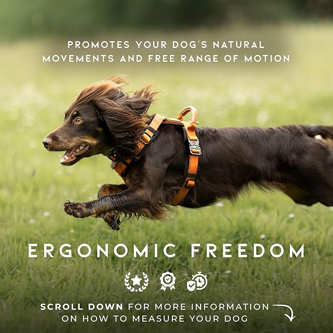 MADE TO ROAM Premium Explorer Harness - Y-Shaped Dog Harness with Adjustable Durable Nylon, Soft Padding, Metal Buckles and Leather Handle for Small, Medium, Large Dogs (Vermont Weekends, Size 1)