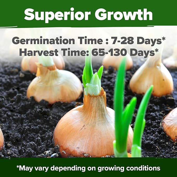 HOME GROWN π¨π¦π π£π₯ππ ππ¨π 8 Onion Seeds for Planting β 1,600 Heirloom π‘π’π‘-ππ π’ Vegetable Seeds β Grow Sweet, Yellow, Red, Spanish, Green & Vidalia Onions in Outdoor or Indoor Home Garden
