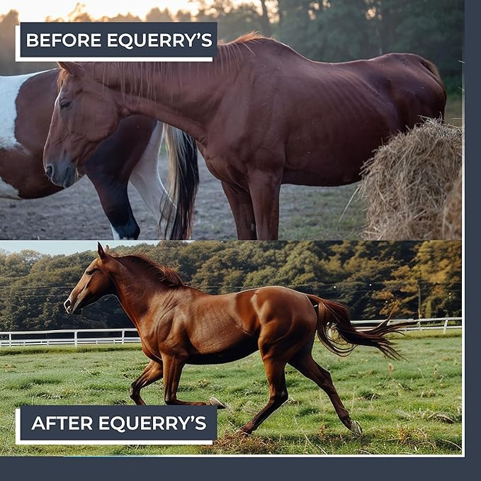 Equerry&