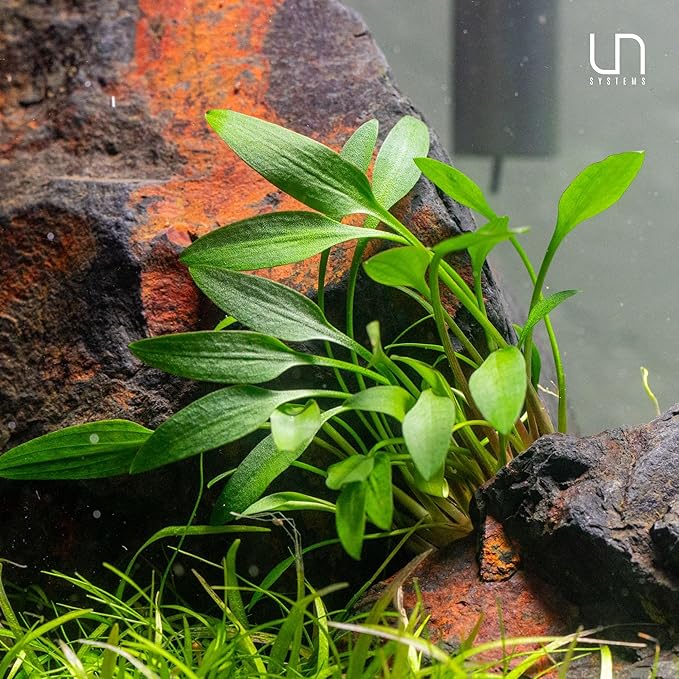Ultum Nature Systems Live Tissue Culture - Cryptocoryne Wendtii &