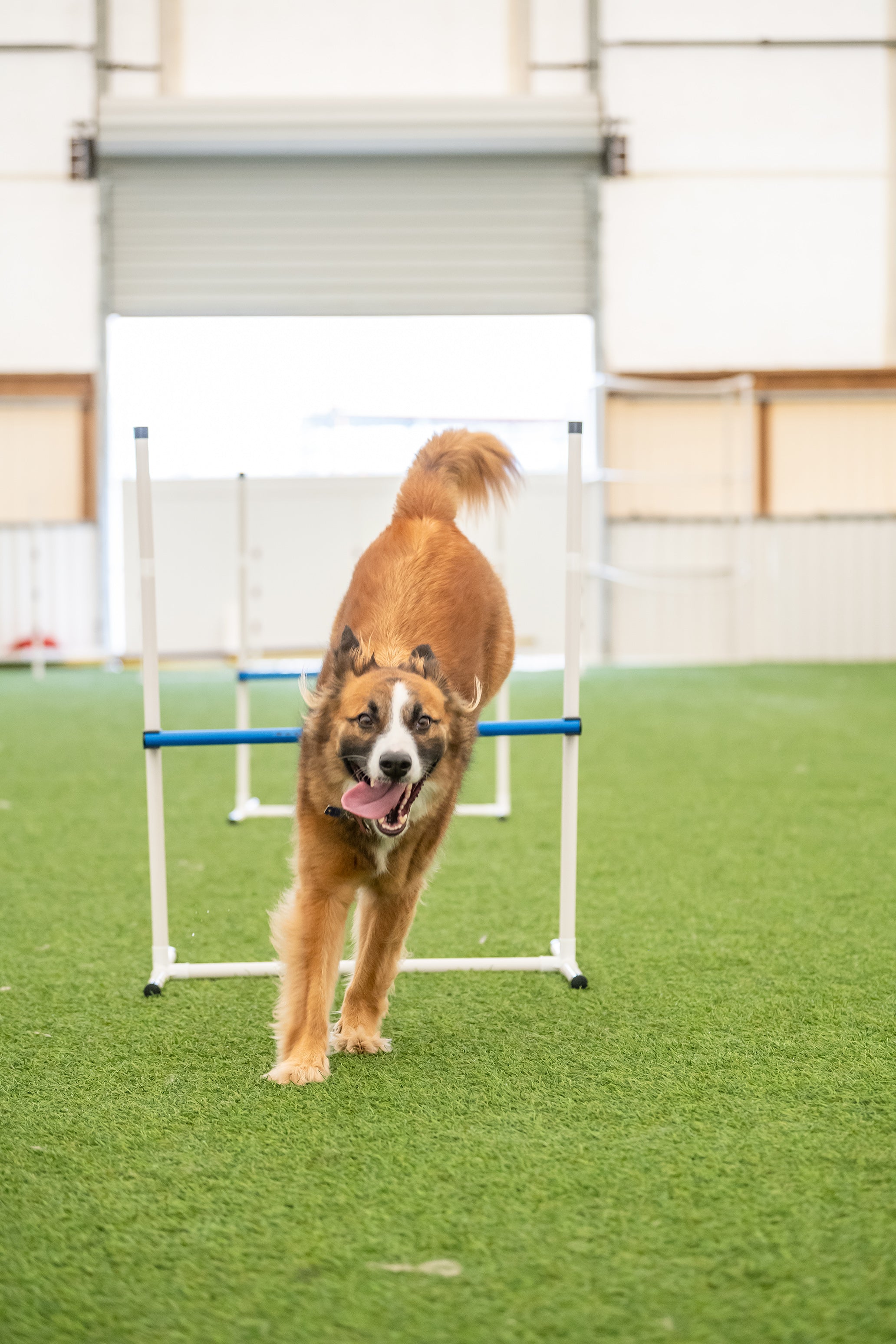 Better Sporting Dogs 7 Piece Dog Agility Equipment Set – with Jumps, Tunnels, Pause Box & Weave Poles
