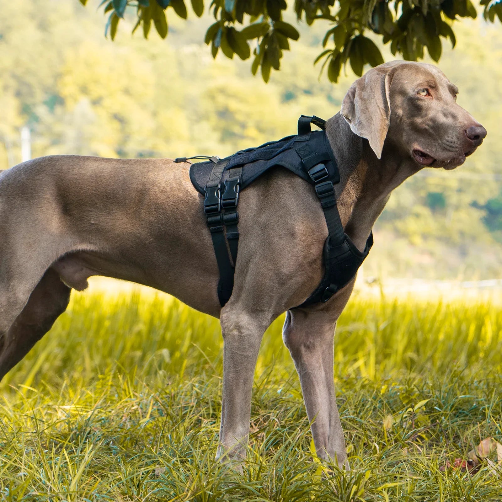 Tactical Chest Strap Large Dog Explosion proof Outdoor Anti slip Tank Top Pet Traction Dog Harness Reinforcement Loop Dog Walkin