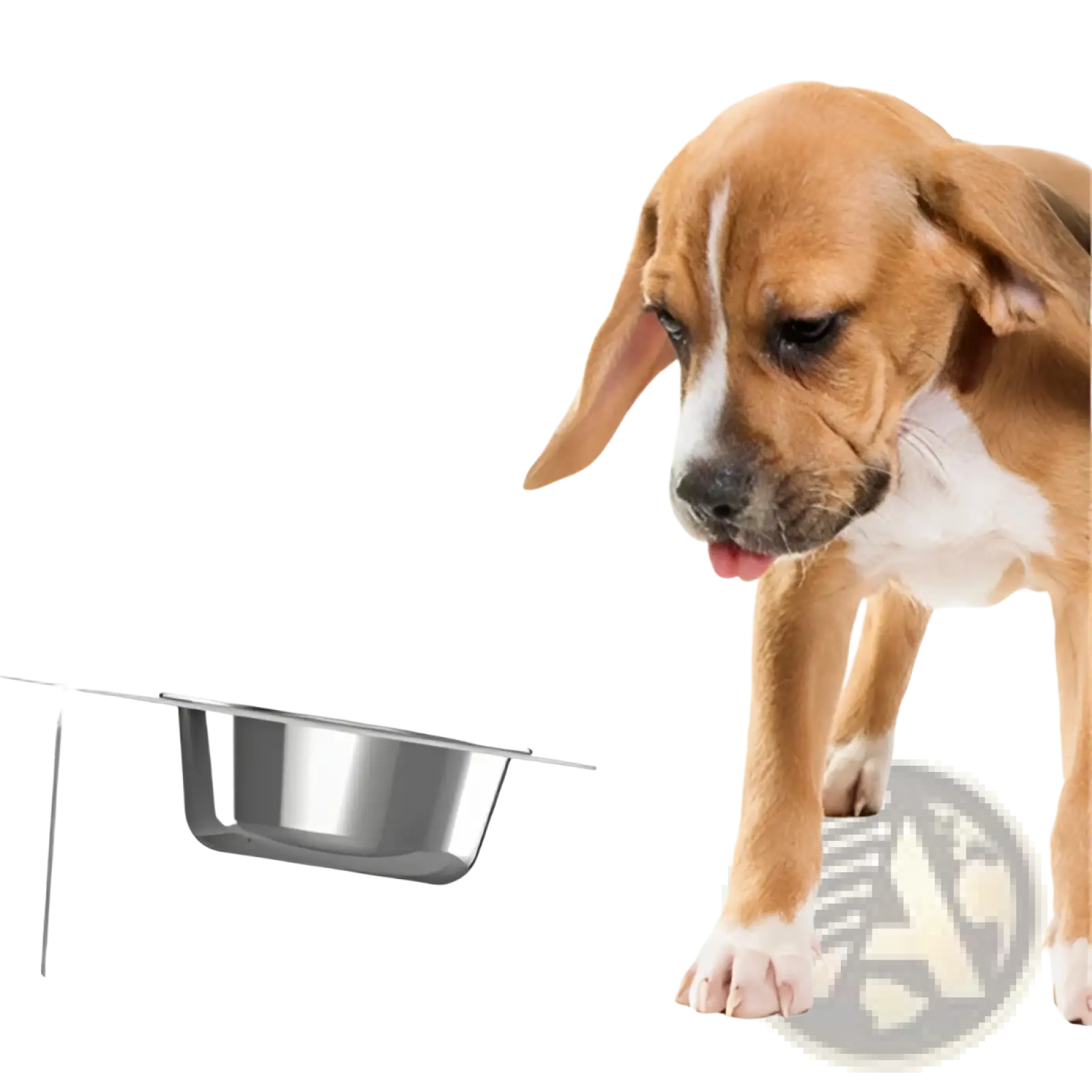 Adjustable Elevated Double Stainless Steel Pet Bowl