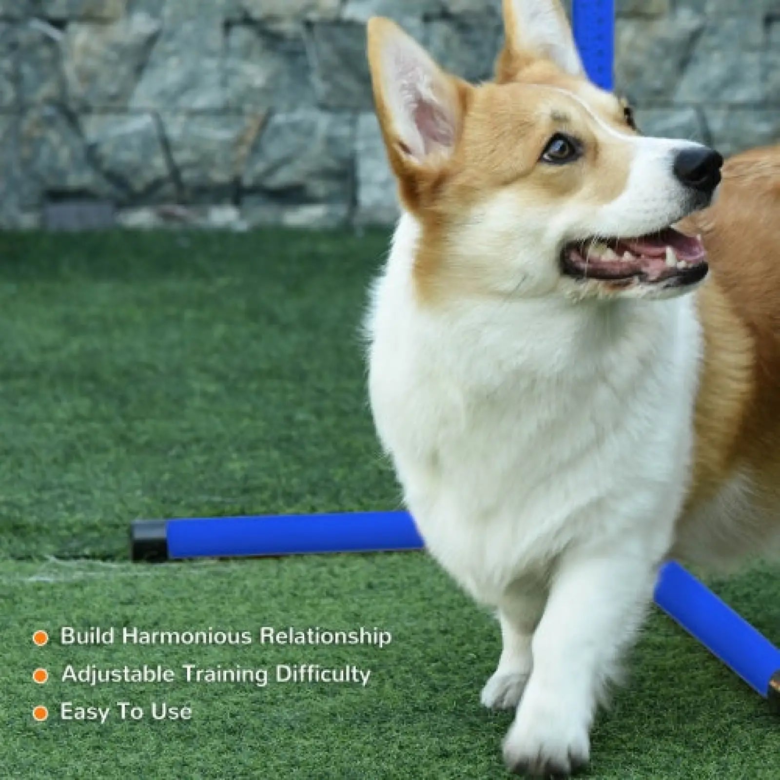Dog Agility Training Equipment 4 Piece Jumping Set