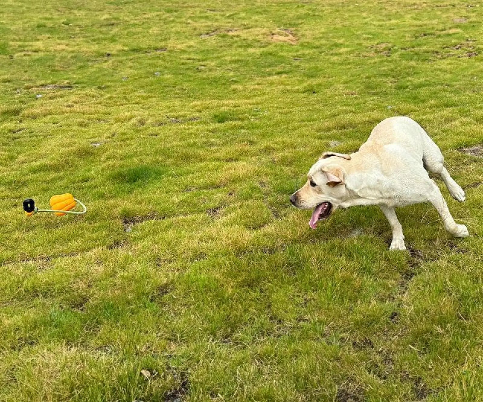 Dog Rope Fetch Toy for Aggressive Chewers Pumpkin Shape