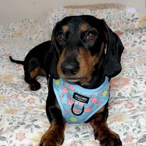 Flocktail Hour - Adjustable Dog Harness
