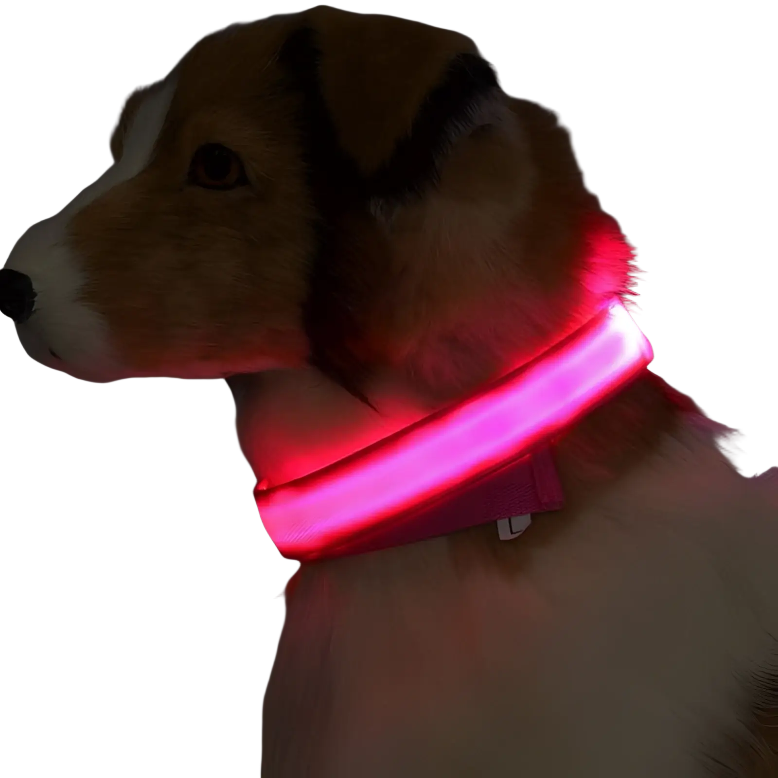Led Dog Collar Night Safety Glowing Nylon Pet Leash