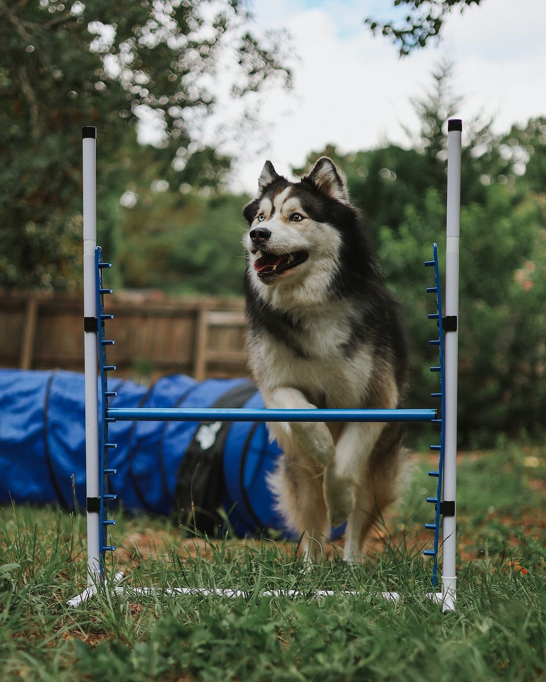 Better Sporting Dogs Upgraded Dog Agility Set – 5 Piece Training Kit with Safety Breakaway Tire Jump, Displacement Bar Jump, Tunnel, Weave Poles & Pause Box