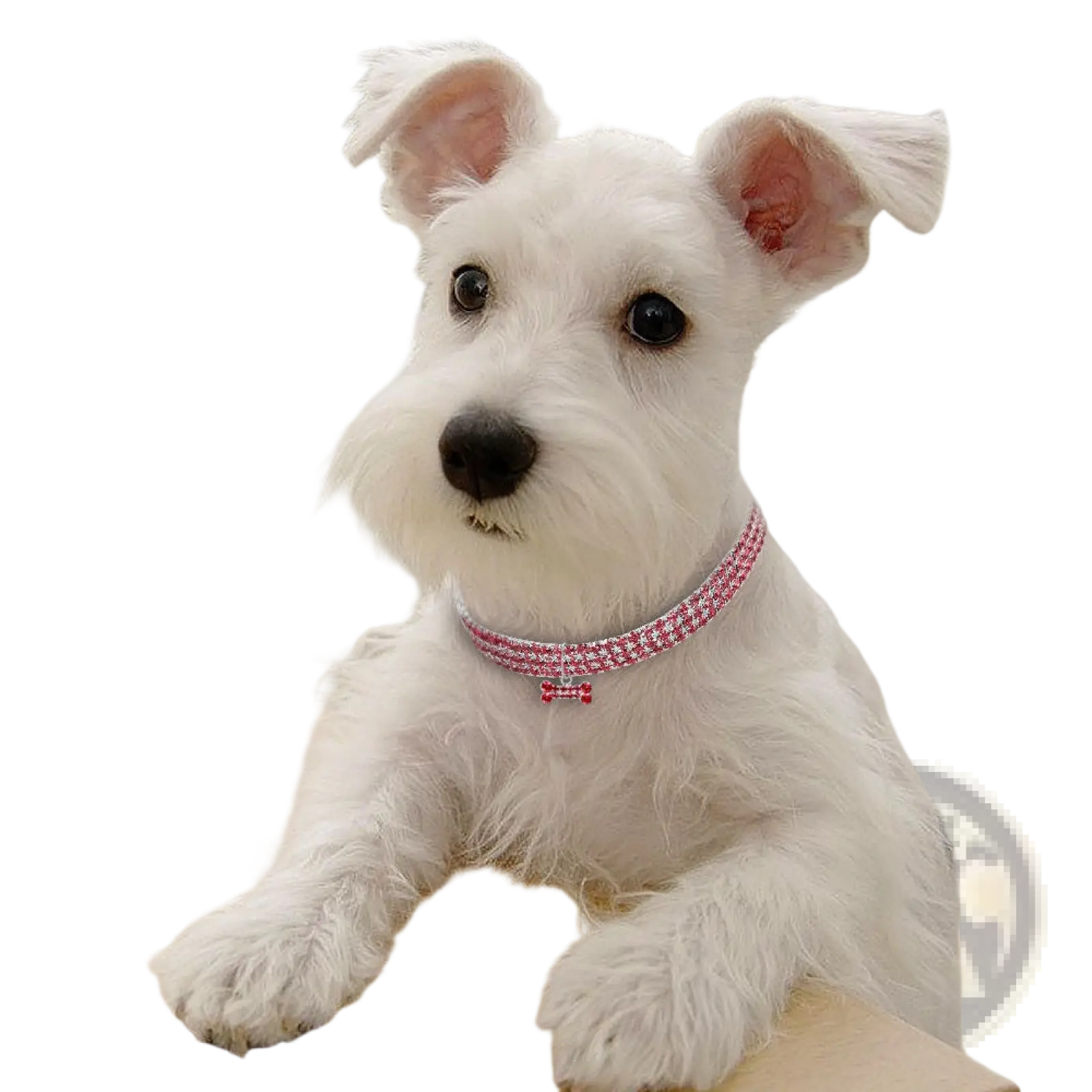 Rhinestone Dog Collar with Crystal Bone Charm