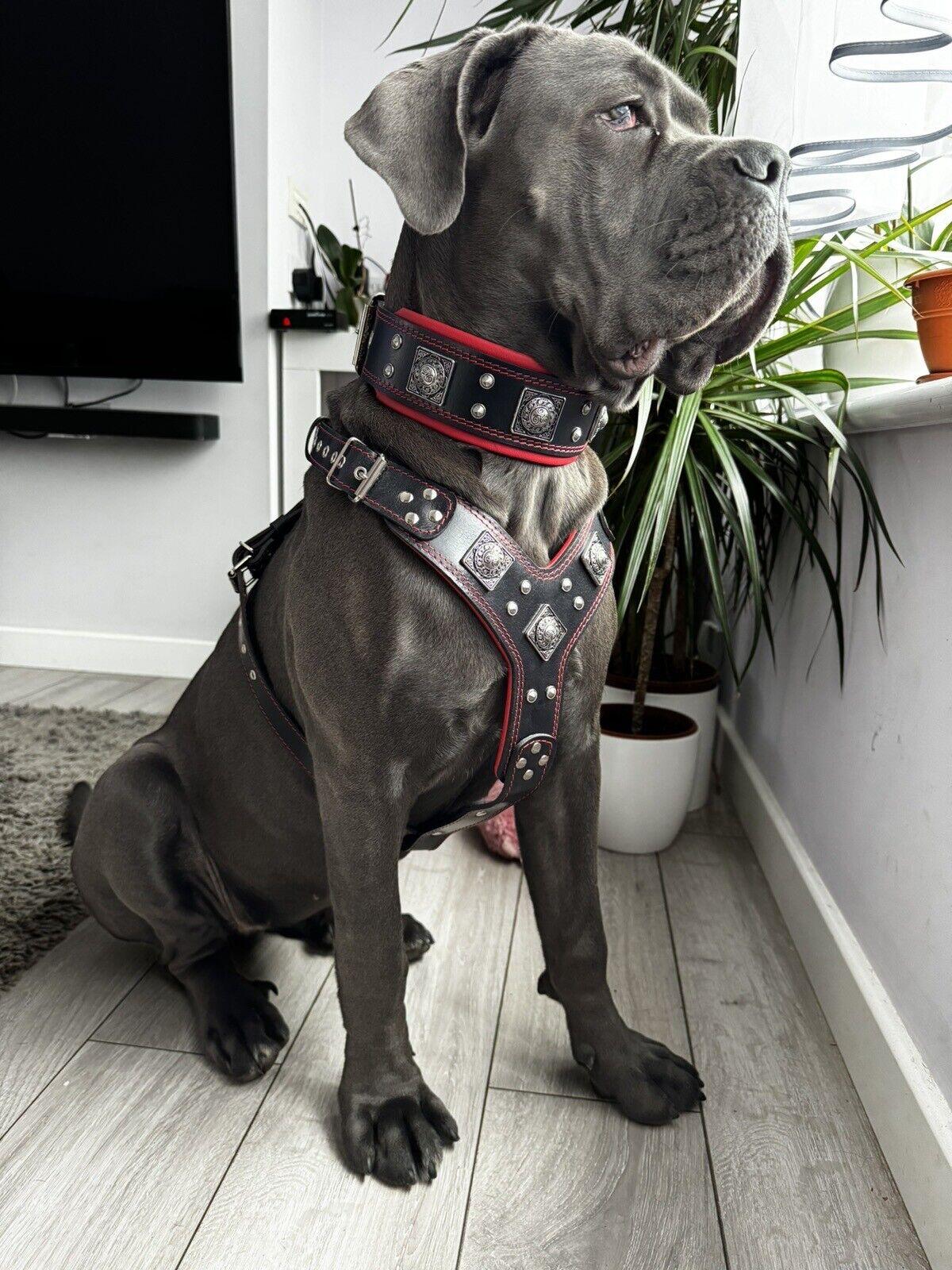 "EROS" BIG dog SET- Harness - collar - lead. Black &amp; Red