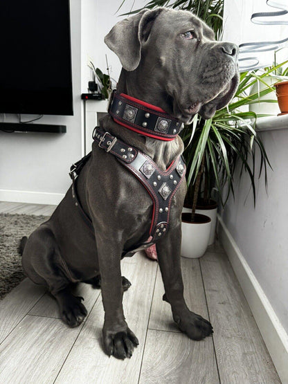 "EROS" BIG dog SET- Harness - collar - lead. Black &amp; Red