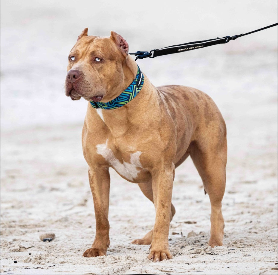 Bestia Dog Sport GripPro Print Collar - Blue&amp;Green