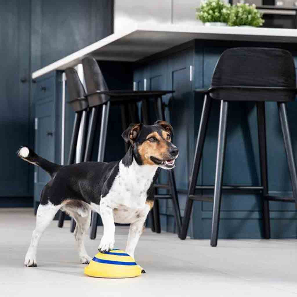 Sounding Disc Woof Glider Soft &amp; Safe Indoor Pet Dogs Play Toy Pets Unique Interacts Entertainment Toys