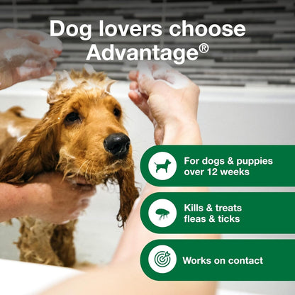 12 Oz Flea &amp; Tick Shampoo for Puppies &amp; Adult Dogs .