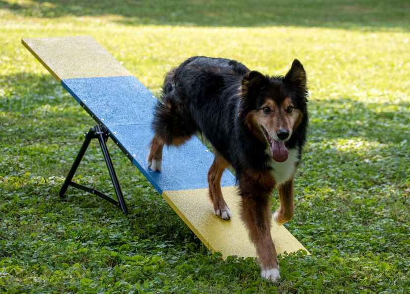 Better Sporting Dogs Practice See Saw – Fully Assembled Practice Teeter for Dog Agility Training