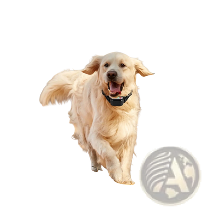 2-in-1 Wireless Dog Fence and Remote Training Collar