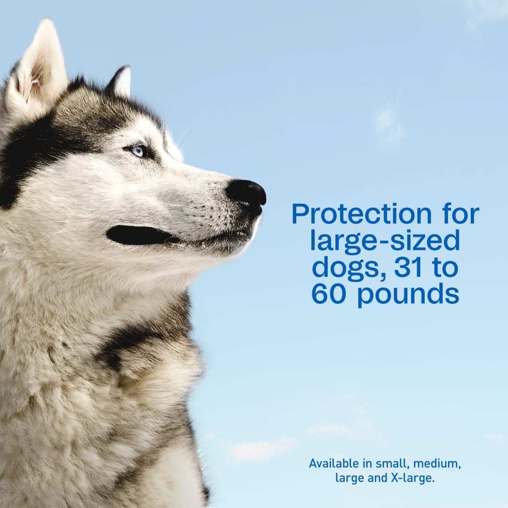 Adams Complete Indoor &amp; Outdoor Flea Treatment System for Large Dogs 31–60 lbs