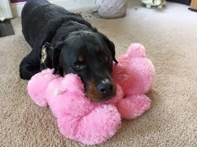 Large SQUEAKY Dog &amp; Puppy Toys / For 50-70 lb. Pups