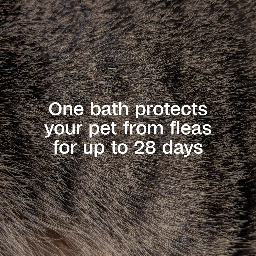 Adams Plus Flea &amp; Tick Shampoo with Precor IGR for Dogs &amp; Cats 12 oz.