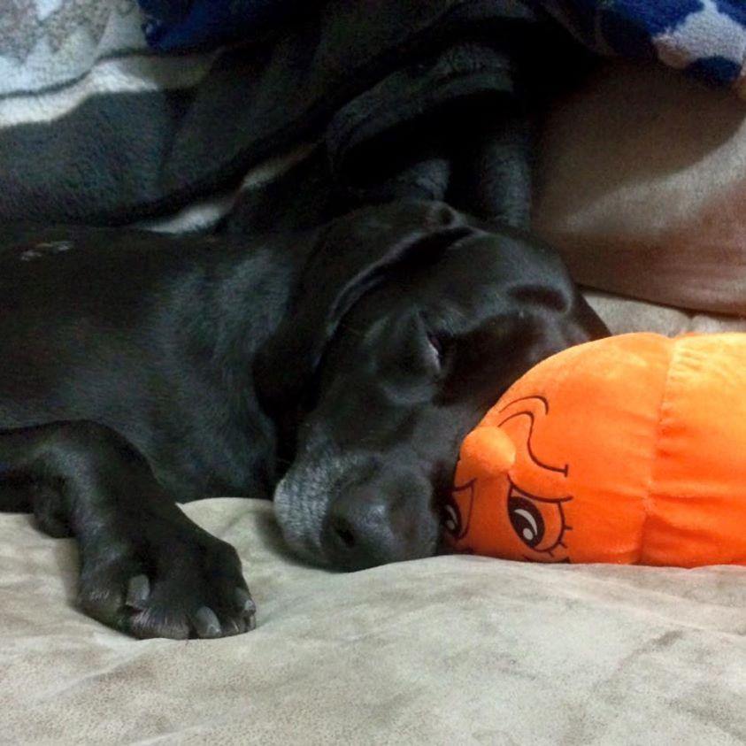 30% OFF! Glad Dogs Halloween SQUEAK &amp; NO SQUEAK Dog Toys: LARGE &amp; EXTRA LARGE