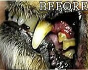 Gel with Wild Salmon Oil. As Seen On TV Pet Dental, Don&