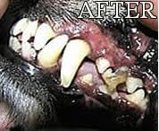 Gel with Wild Salmon Oil. As Seen On TV Pet Dental, Don&