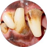 Gel with Wild Salmon Oil. As Seen On TV Pet Dental, Don&
