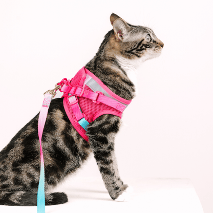 Stasia Cat Harness &amp; Leash Set