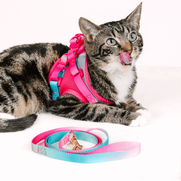 Stasia Cat Harness &amp; Leash Set